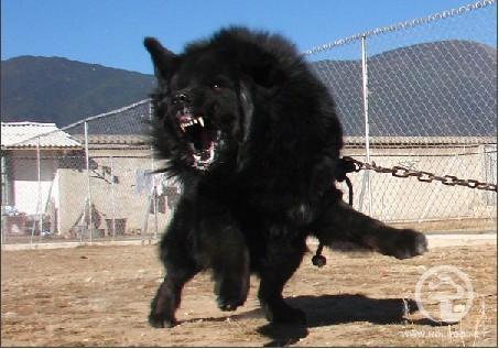 蒙古犬在国际比赛中荣获第一名      