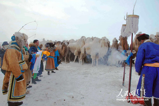 乌珠穆沁雪原之舟——骆驼       